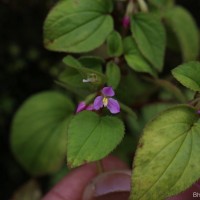 Sonerila crassicaulis Lundin